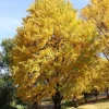 Ginkgo Biloba Tree Live Plant - Maidenhair Tree - 1 Quart Pot - 6-12" Tall - Image 1