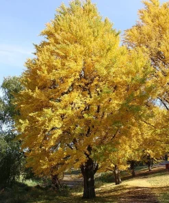 Ginkgo Biloba Tree Live Plant - Maidenhair Tree - 1 Quart Pot - 6-12