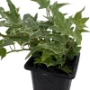 Glacier English Ivy Live Plant - Hedera helix - 2.5" Pot - Indoor/Outdoor - Image 1