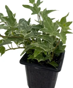 Glacier English Ivy Live Plant - Hedera helix - 2.5