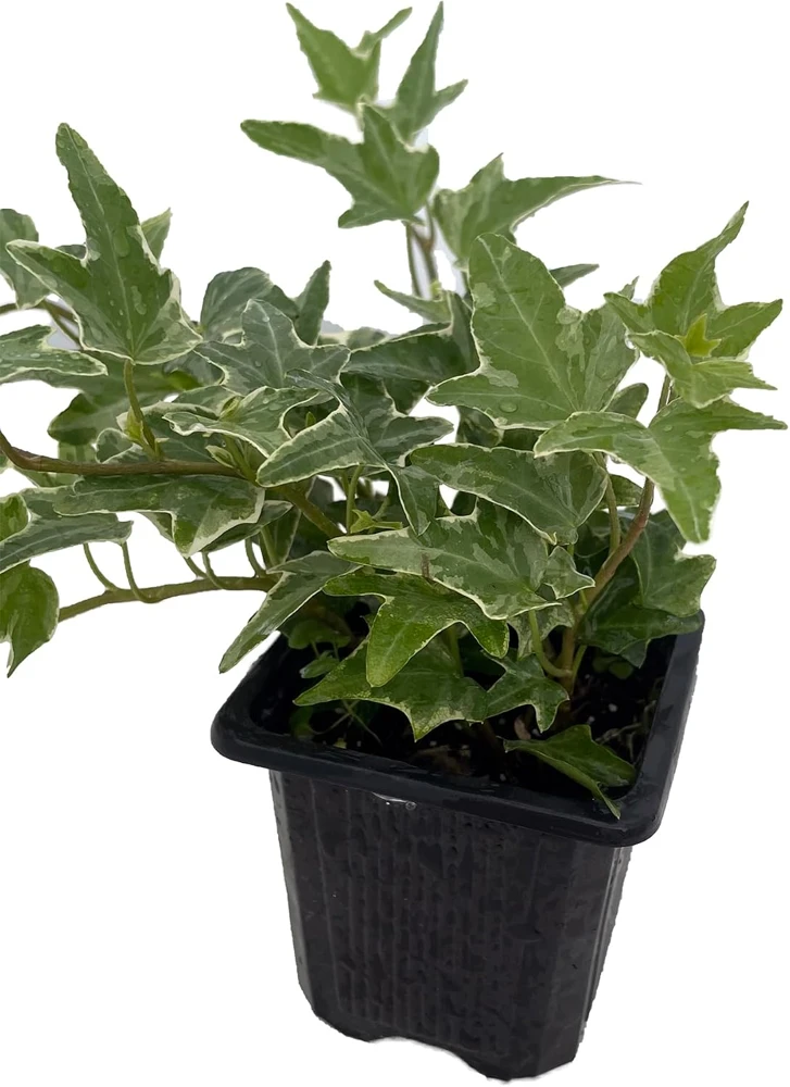 Glacier English Ivy Live Plant - Hedera helix - 2.5" Pot - Indoor/Outdoor - Image 1