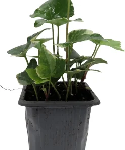 Glacier English Ivy Live Plant - Hedera helix - 2.5" Pot - Indoor/Outdoor - Image 2