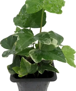 Glacier English Ivy Live Plant - Hedera helix - 2.5