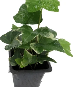 Glacier English Ivy Live Plant - Hedera helix - 2.5