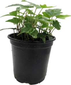 Glacier English Ivy Live Plant – Hedera helix – 4 inch Pot – Indoor/Outdoor Vine - Image 2