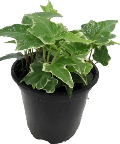 Glacier English Ivy Live Plant – Hedera helix – 4 inch Pot – Indoor/Outdoor Vine - Image 3