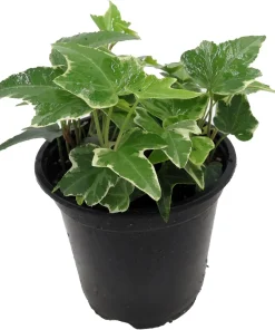 Glacier English Ivy Live Plant – Hedera helix – 4 inch Pot – Indoor/Outdoor Vine - Image 4