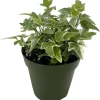 Glacier English Ivy Live Plant – Hedera helix – 4 inch Pot – Indoor/Outdoor Vine - Image 1