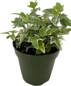 Glacier English Ivy Live Plant – Hedera helix – 4 inch Pot – Indoor/Outdoor Vine - Image 1
