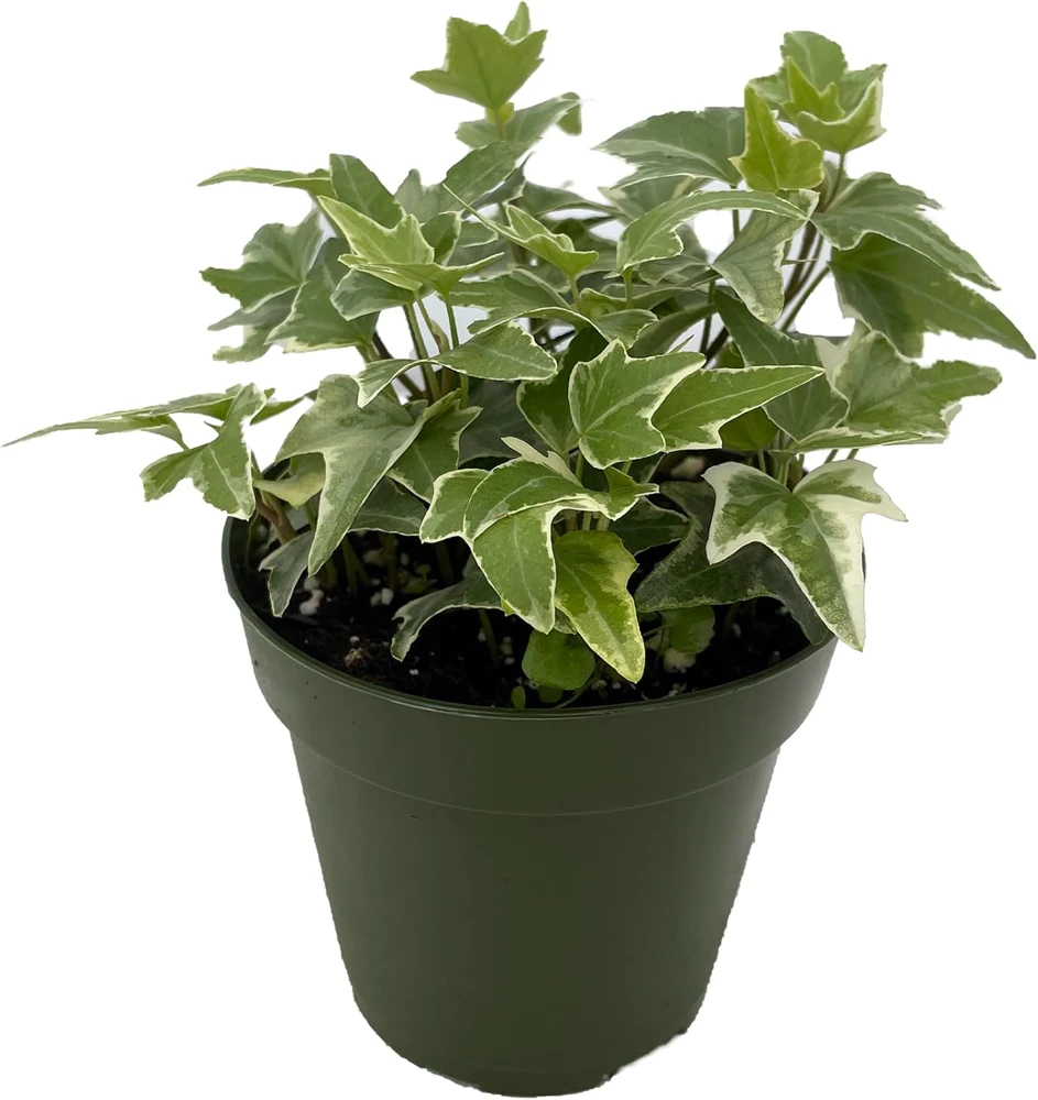 Glacier English Ivy Live Plant – Hedera helix – 4 inch Pot – Indoor/Outdoor Vine - Image 1