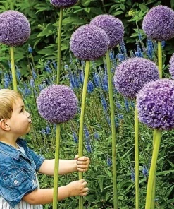 Gladiator Allium Bulbs - Giant Ornamental Flower Onion for Gardens - 1 Bulb - Image 2