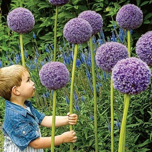Gladiator Allium Bulbs - Giant Ornamental Flower Onion for Gardens - 1 Bulb - Image 2