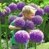 Gladiator Allium Bulbs - Giant Ornamental Flower Onion for Gardens - 1 Bulb - Image 1