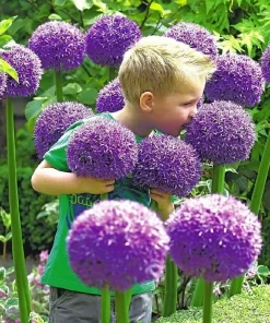 Gladiator Allium Bulbs - Giant Ornamental Flower Onion for Gardens - 1 Bulb - Image 1