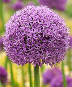 Gladiator Allium Bulbs - Giant Ornamental Garlic - Perennial Flower Bulbs - Image 2
