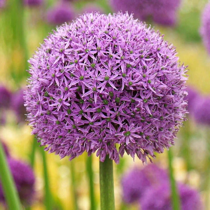 Gladiator Allium Bulbs - Giant Ornamental Garlic - Perennial Flower Bulbs - Image 2