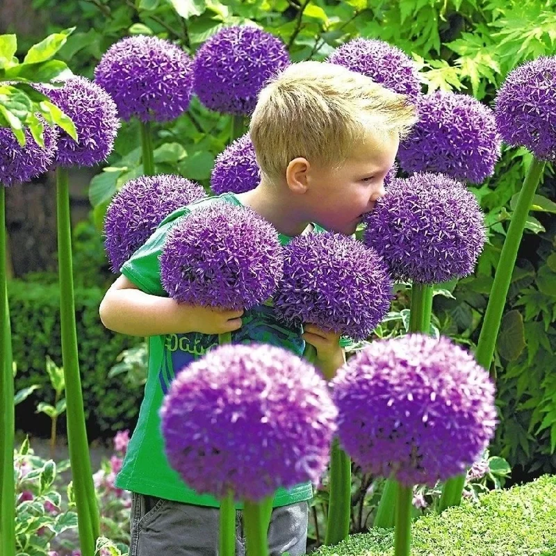 Gladiator Allium Bulbs - Giant Ornamental Garlic - Perennial Flower Bulbs - Image 1