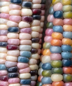 Glass Gem Corn Seeds - 30 Heirloom Mixed Color Zea Mays Ornamental Edible Annual - Image 10