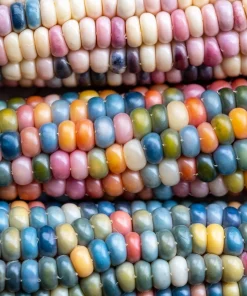 Glass Gem Corn Seeds - 30 Heirloom Mixed Color Zea Mays Ornamental Edible Annual - Image 2