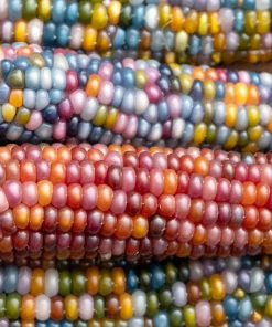 Glass Gem Corn Seeds - 30 Heirloom Mixed Color Zea Mays Ornamental Edible Annual - Image 3
