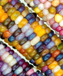 Glass Gem Corn Seeds - 30 Heirloom Mixed Color Zea Mays Ornamental Edible Annual - Image 4