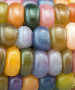 Glass Gem Corn Seeds - 30 Heirloom Mixed Color Zea Mays Ornamental Edible Annual - Image 5