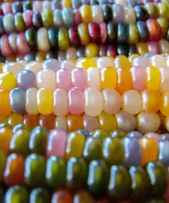 Glass Gem Corn Seeds - 30 Heirloom Mixed Color Zea Mays Ornamental Edible Annual - Image 6
