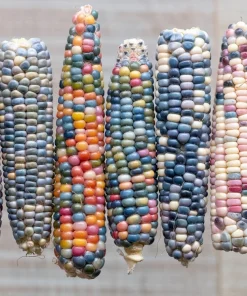 Glass Gem Corn Seeds - 30 Heirloom Mixed Color Zea Mays Ornamental Edible Annual - Image 7