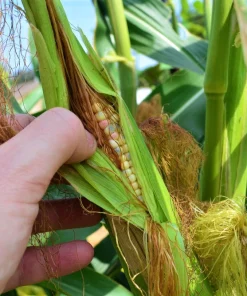 Glass Gem Corn Seeds - 30 Heirloom Mixed Color Zea Mays Ornamental Edible Annual - Image 8