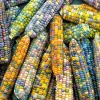 Glass Gem Corn Seeds - 30 Heirloom Mixed Color Zea Mays Ornamental Edible Annual - Image 1