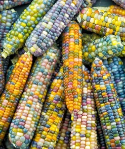 Glass Gem Corn Seeds - 30 Heirloom Mixed Color Zea Mays Ornamental Edible Annual - Image 1