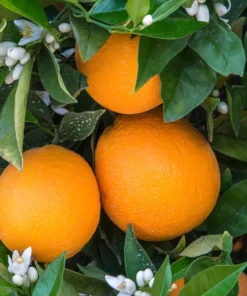 Glenn Navel Orange Tree in half Gallon Pot, Grafted, Florida Shipping Only - Image 2