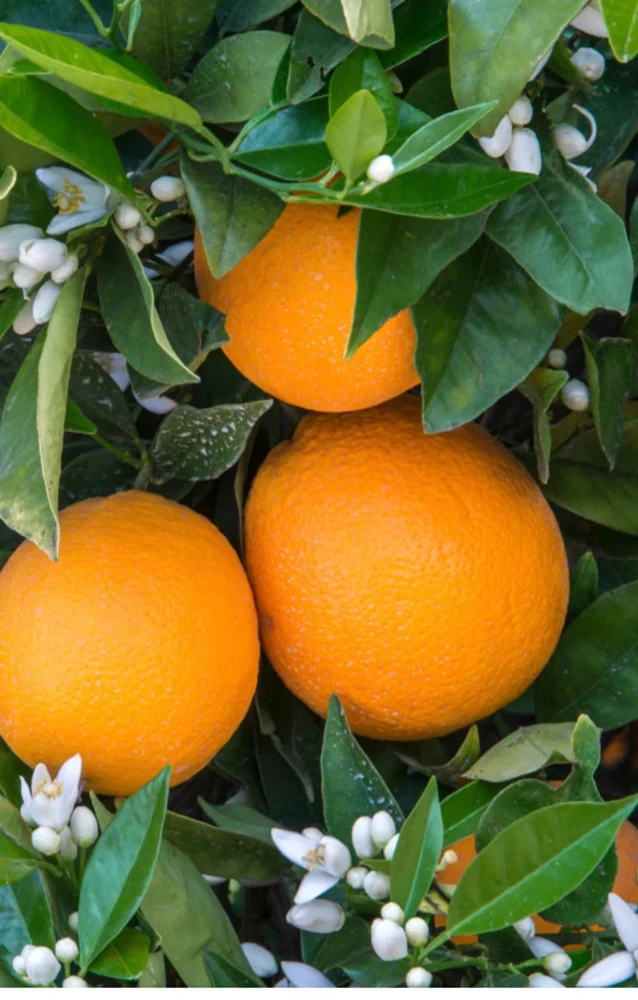 Glenn Navel Orange Tree in half Gallon Pot, Grafted, Florida Shipping Only - Image 2