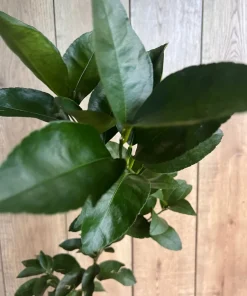 Glenn Navel Orange Tree in half Gallon Pot, Grafted, Florida Shipping Only - Image 3
