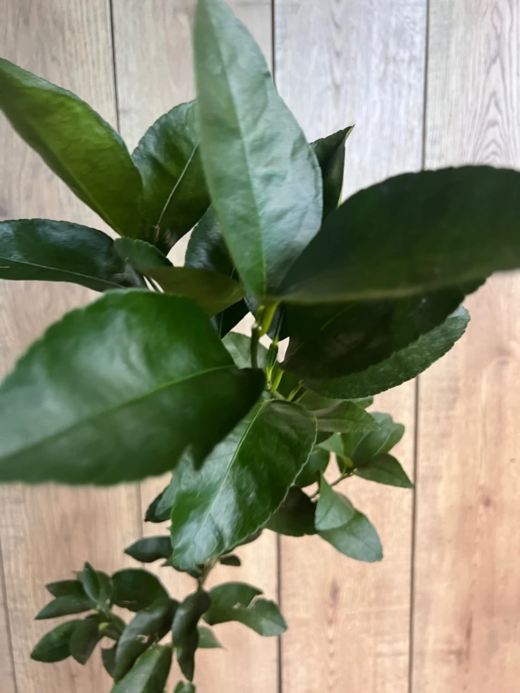 Glenn Navel Orange Tree in half Gallon Pot, Grafted, Florida Shipping Only - Image 3