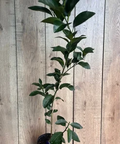 Glenn Navel Orange Tree in half Gallon Pot, Grafted, Florida Shipping Only - Image 4
