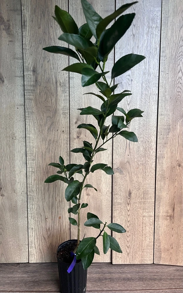 Glenn Navel Orange Tree in half Gallon Pot, Grafted, Florida Shipping Only - Image 4