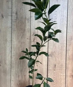 Glenn Navel Orange Tree in half Gallon Pot, Grafted, Florida Shipping Only - Image 5