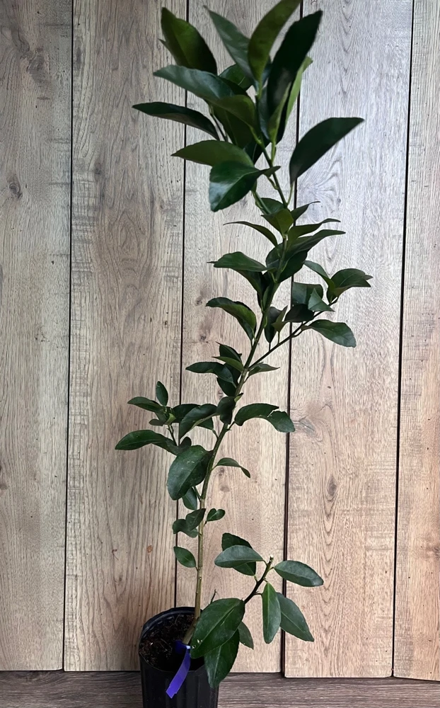 Glenn Navel Orange Tree in half Gallon Pot, Grafted, Florida Shipping Only - Image 5