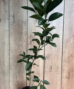 Glenn Navel Orange Tree in half Gallon Pot, Grafted, Florida Shipping Only - Image 6