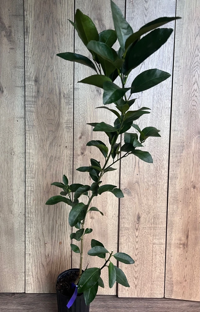 Glenn Navel Orange Tree in half Gallon Pot, Grafted, Florida Shipping Only - Image 6
