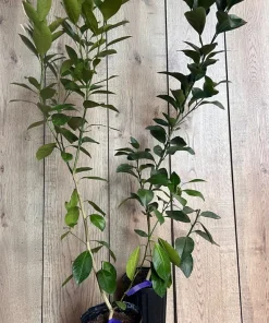 Glenn Navel Orange Tree in half Gallon Pot, Grafted, Florida Shipping Only - Image 7