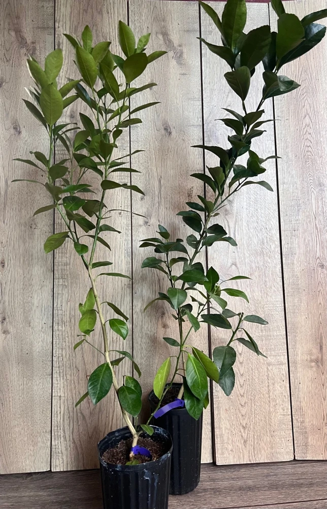 Glenn Navel Orange Tree in half Gallon Pot, Grafted, Florida Shipping Only - Image 7