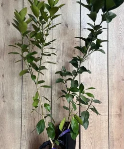 Glenn Navel Orange Tree in half Gallon Pot, Grafted, Florida Shipping Only - Image 8