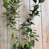 Glenn Navel Orange Tree in half Gallon Pot, Grafted, Florida Shipping Only - Image 1