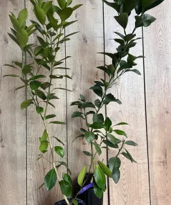 Glenn Navel Orange Tree in half Gallon Pot, Grafted, Florida Shipping Only - Image 1
