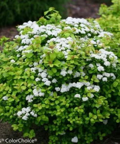 Glow Girl Spiraea Live Plant – Lemon-Lime Foliage Shrub – 4 inch Pot - Image 2