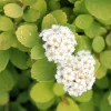 Glow Girl Spiraea Live Plant – Lemon-Lime Foliage Shrub – 4 inch Pot - Image 1