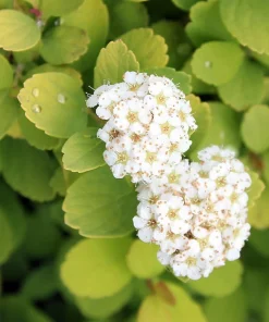 Glow Girl Spiraea Live Plant – Lemon-Lime Foliage Shrub – 4 inch Pot - Image 1