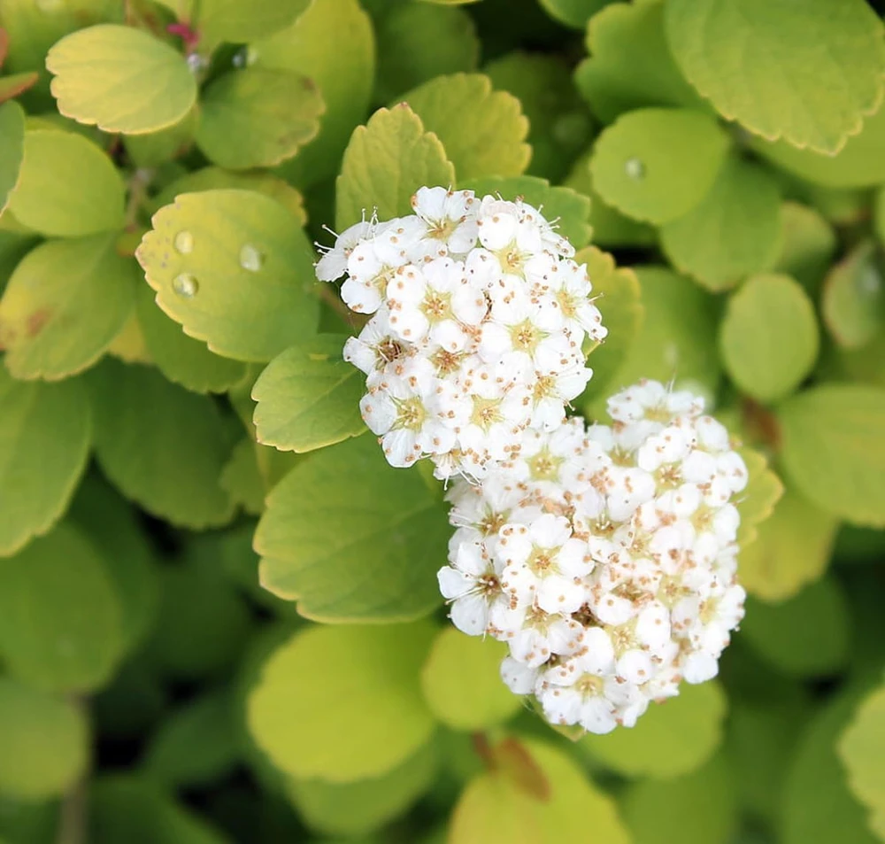 Glow Girl Spiraea Live Plant – Lemon-Lime Foliage Shrub – 4 inch Pot - Image 1
